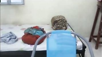 देसी कॉलेज लड़की-फिल्में।