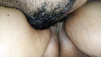 असली, दिखा तंग बिल्ली श्रीलंका